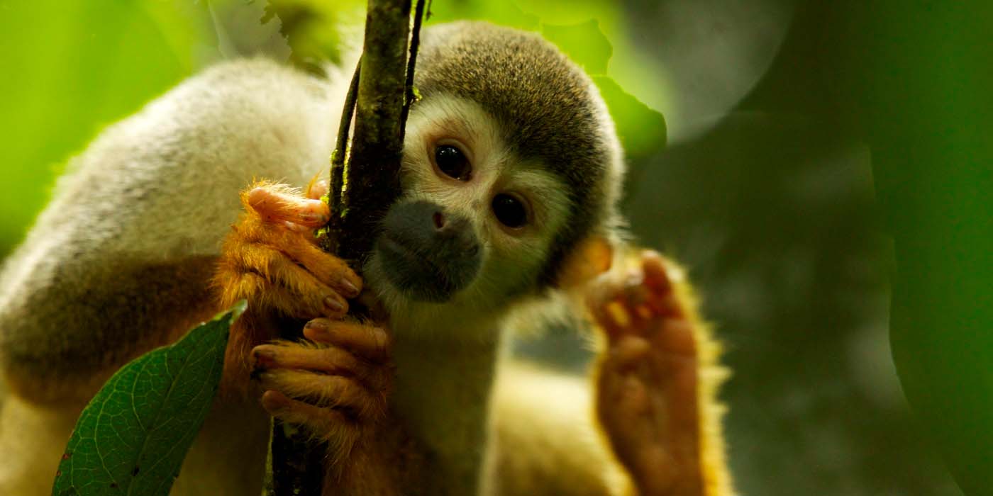 A squirrel monkey clings to the branch of a tree.!''